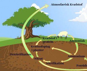 illustration af kvælstofs kredsløb